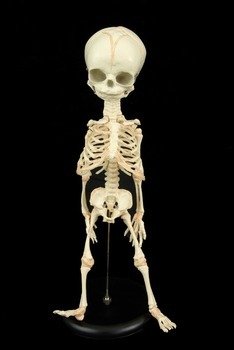Alien Skeleton Roswell Space Crash Halloween Prop