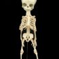 Alien Skeleton Roswell Space Crash Halloween Prop