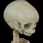 Alien Skeleton Roswell Space Crash Halloween Prop