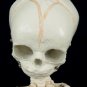 Alien Skeleton Roswell Space Crash Halloween Prop