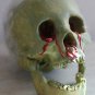 Life Size Fester Corpse Head Halloween Prop #3 With Dripping Blood