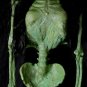 Wicked Witch Corpse Halloween Torso Prop