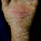 Aged Mummy Hand Halloween Prop #8