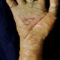Aged Mummy Hand Halloween Prop #4