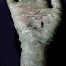 Aged Mummy Hand Halloween Prop #1