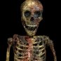 Corpsed Barney Skeleton
