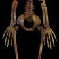 Economy Eddie Skeleton