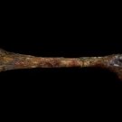Corpsed Femur Bone