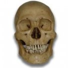 Bloody Boris Museum Quality Halloween Skull Prop