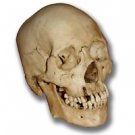 Ghostly Vincent Museum Quality Halloween Skull Prop