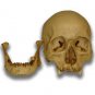 Jack-O'-Lantern Museum Quality Halloween Skull Prop