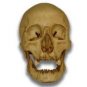Jack-O'-Lantern Museum Quality Halloween Skull Prop