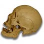 Jack-O'-Lantern Museum Quality Halloween Skull Prop