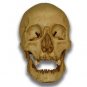 Jack-O'-Lantern Museum Quality Halloween Skull Prop