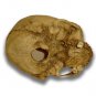 Jack-O'-Lantern Museum Quality Halloween Skull Prop