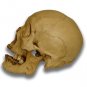 Jack-O'-Lantern Museum Quality Halloween Skull Prop