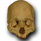 Withered Willy Museum Quality Halloween Skull Prop