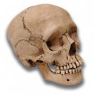 Evil Edgar Museum Quality Halloween Skull Prop