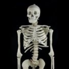 10 Budget Bucky Skeletons
