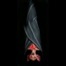 Hanging Light-Up Bat Halloween Prop