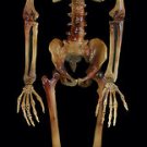 Life-Size Bargain Basement Barney Skeleton 5' tall