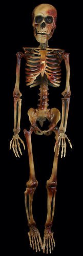 Life-Size Bargain Basement Barney Skeleton 5' tall