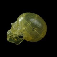 12 Life-Size Translucent Bucky Skull