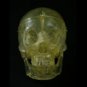 12 Life-Size Translucent Bucky Skull