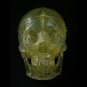 12 Life-Size Translucent Bucky Skull