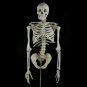 Bucky Torso With Arms (4th Quality)