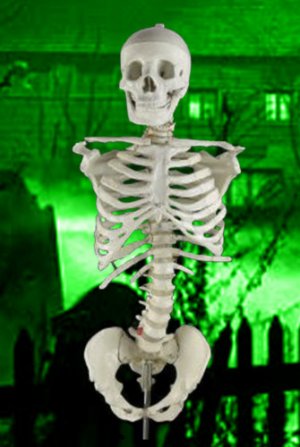 Bucky Torso Without Arms (4th Quality)