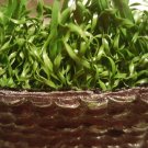 Grass artificial turf new great quality 6 ft. by 5 ft. indoor outdoor turf save