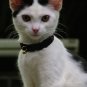 KNC KittyWear Crochet Beaded Cat Collar Pure White