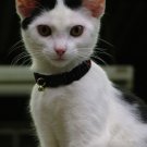 KNC KittyWear Beaded Crochet Cat Collar Heartbeats