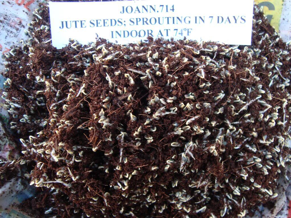 Jute seeds,Saluyot, Molokhia, Egyptian spinach seeds(rau day)1500