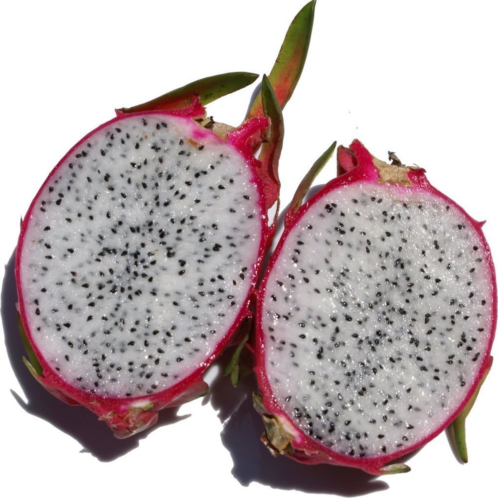 (5) WHITE FLESH DRAGON FRUIT,PITAHAYA CUTTING 11''13"(not yet rooted).