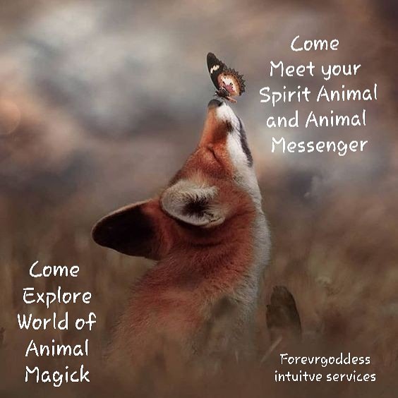 Come meet you Spirit animal and animal messenger