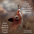 Come meet you Spirit animal and animal messenger 2