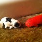 Goldfish Toy vinyl Ranchu figure replicas 2 piece fish