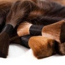 A Light Brown Slavic Virgin Hair ponytail, Russian Hair ponytail, Raw Bulk hair
