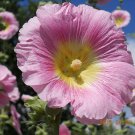 HOLLYHOCK SEEDS 30 HOT PINK