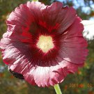 HOLLYHOCK SEEDS 30 BURGUNDY