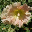 HOLLYHOCK SEEDS 30 CORAL