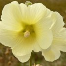 HOLLYHOCK SEEDS 30 LIGHT YELLOW