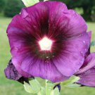 HOLLYHOCK SEEDS 30 PURPLE