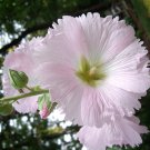 HOLLYHOCK SEEDS 30 VERY PALE PINK
