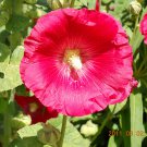 HOLLYHOCK SEEDS 30 RED