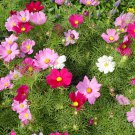 HOLLYHOCK SEEDS 30 RED + 15 MIXED COSMOS SEEDS