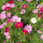 HOLLYHOCK SEEDS 30 RED + 15 MIXED COSMOS SEEDS