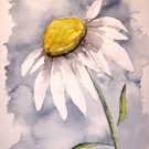 Daisy